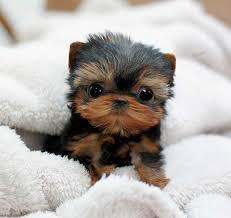 Sweet Teacup tiny size Yorkie puppies