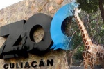 Mexico’s Association of Zoos, nurseries and aquariums, animals abandoned during coronavirus lockdown are rescued by a zoo in mexico, Plight