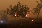 wildlife, wildlife, australia fires warnings of huge blazes ahead despite raining, Global warming