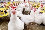 Bird flu new outbreak, Bird flu loss, bird flu outbreak in the usa triggers doubts, World