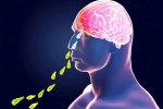PAM, Kerala, brain eating amoeba in kerala why and how it spreads, Maharashtra