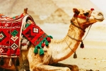 Camel Milk medicine, Camel Milk latest breaking, benefits and side effects of camel milk, Ama