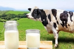 Cow Milk Protein updates, Cow Milk Protein updates, can cow milk protein lead to type 1 diabetes, Cheese Cow Milk Protein updates, Cow Milk Protein updates, can cow milk protein lead to type 1 diabetes, Cheese