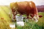 Cow Milk uses, Cow Milk Consumption, ten health benefits of consuming cow milk, Milk benefits