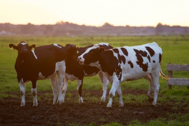 Cow Urine Can Cure Cancer, Says Nagpur Institute