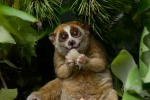 Red list, Animal, cute but deadly the critically endangered slow lorises, Extinct