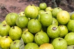 Guava bad for whom, Guava research, who should be careful with guava, Masala