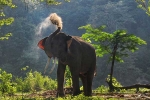 Sujatha, California, beloved 47 year old indian elephant dies in california zoo, Redding