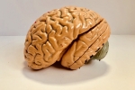 IBA 100, Brains, indians have smaller brains a study revealed, Alzheimer s