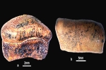 Hybodont Sharks teeth, Jaisalmer, new species of jurassic age hybodont shark discovered in rajasthan, Bajpai