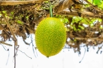 Snake Venom medicine, Snake Venom breaking, this miraculous plant can neutralise snake venom in minutes, Tasty