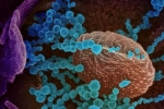 Lambda variant in India, Lambda variant, all about the new lambda variant of coronavirus and its symptoms, Chile