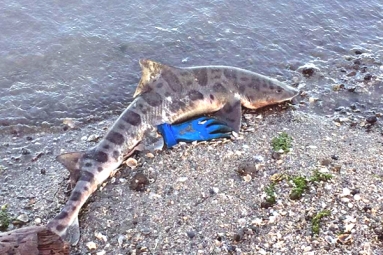Hundreds of dead sharks washing up on Bay Area shores