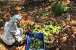 Karnataka, Export, nipah effect mango growers in karnataka faces tough time in export, Apeda