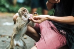 Monkey Bite latest breaking, Monkey Bite medication, what to do after a monkey bite, Virus