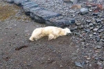 Polar Bear In Iceland, Polar Bear In Iceland shot, polar bear appears in iceland for the first time in 8 years, Iceland
