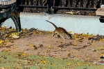 Rodents in New York, New York Tourism, must experience trend in new york city, Tourism