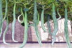 Snake Gourd articles, Snake Gourd, advantages of eating snake gourd, Snake