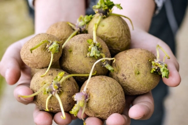 What Happens when you Eat Sprouted Potatoes?