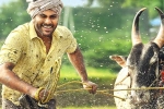 Sreekaram release news, Sreekaram release news, sharwanand s sreekaram trailer released, Sreekaram