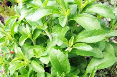 Is Consuming Stevia Bad for Blood Sugar Levels?