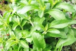 Stevia for sugar, Stevia good, is consuming stevia bad for blood sugar levels, Health benefits Stevia for sugar, Stevia good, is consuming stevia bad for blood sugar levels, Health benefits
