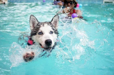 How can swimming boost your Dog’s Fitness? How can swimming boost your Dog’s Fitness?