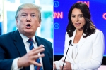 tulsi gabbard, donald trump, trump slams tulsi gabbard for alleging that he supports al qaeda, Hawaii