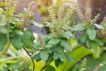 tulsi for skin pigmentation, tulsi for skin benefits, tulsi for skin how this indian herb helps in making your skin acne free glowing, Hair fall