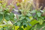 tulsi for skin, how to use tulsi for skin, tulsi for skin how this indian herb helps in making your skin acne free glowing, Toner