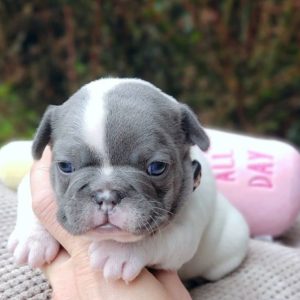 BUY French BullDogs Online NOW