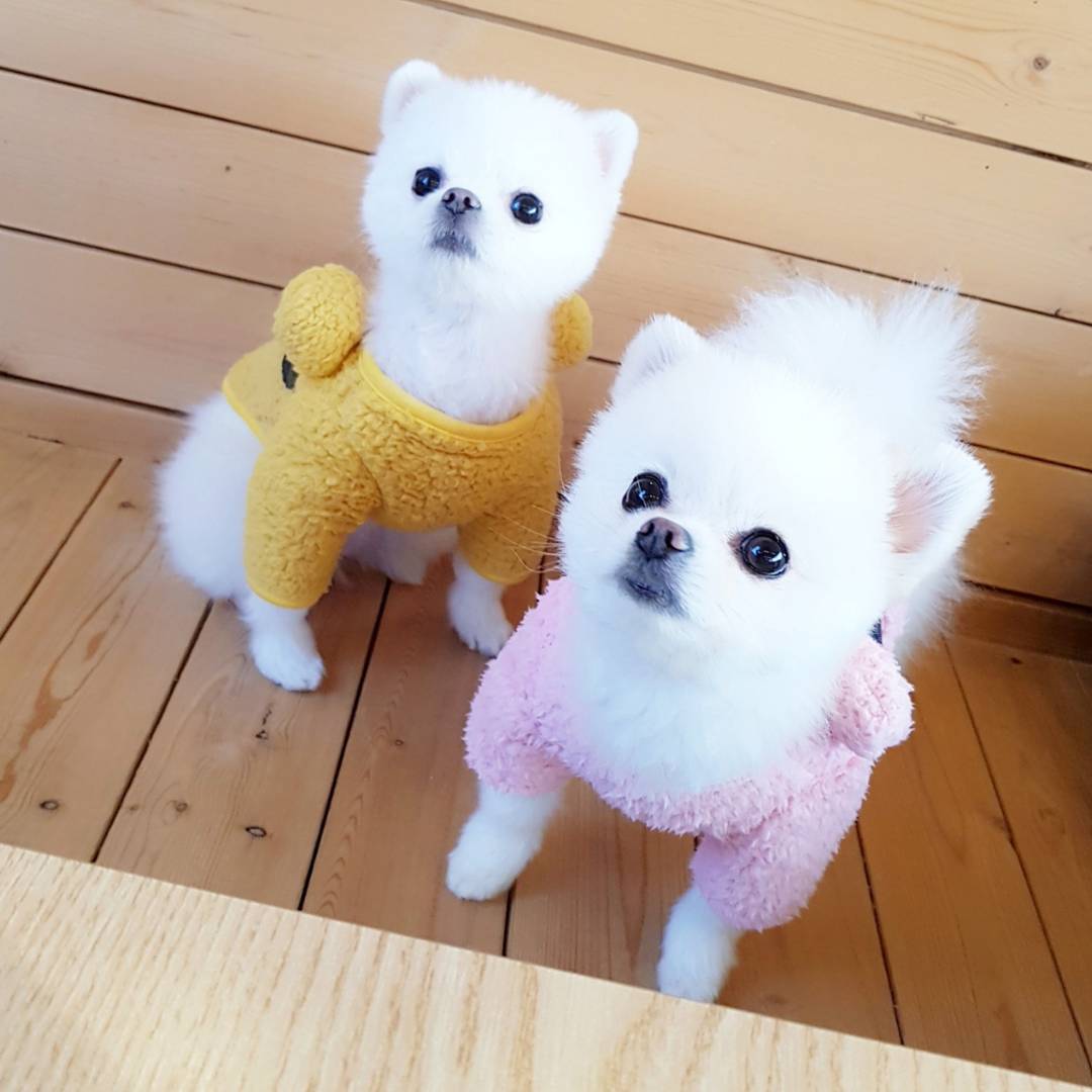 Two Awesome T-Cup Pomeranian Puppies