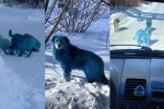 viral, blue dogs, bright blue stray dogs found in russia, Prank