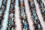 iftar by PCT Humanity, Guinness world record, dubai based charity pct humanity run by indian expat enters guinness world records for holding longest iftar, Ramzan