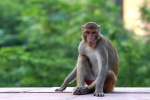 survive monkey bite, survive monkey bite, how to survive a monkey attack handle it without panicking, Monkeys
