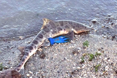 Hundreds of dead sharks washing up on Bay Area shores