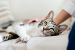 covid-19, new york, two pet cats in new york test positive for covid 19, Pet cats