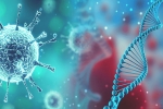 researchers, mutation, all you need to know about d614g a dangerous mutation of sars cov2, Reinfection